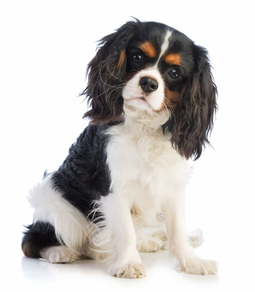Hillside Forever Paws, Cavalier, French Bulldog Puppies, Breeds