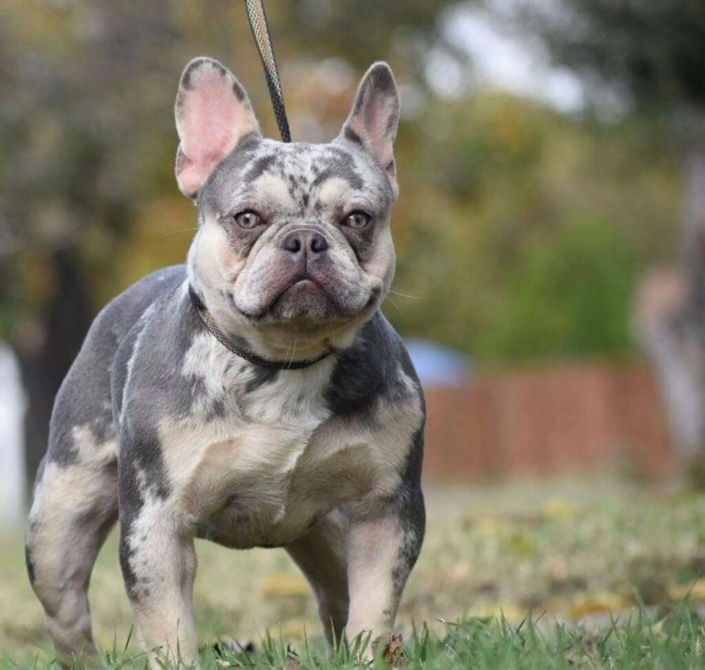 Hillside Forever Paws, Cavalier, French Bulldog Puppies, Breeds