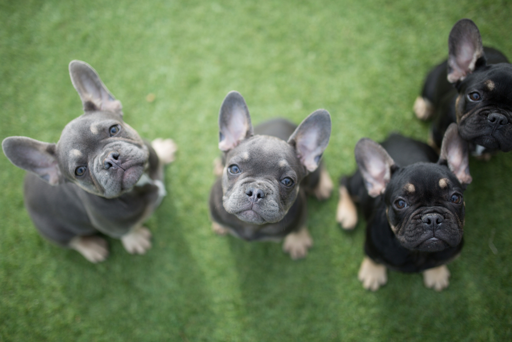 Hillside Forever Paws, Cavalier, French Bulldog Puppies, Breeds