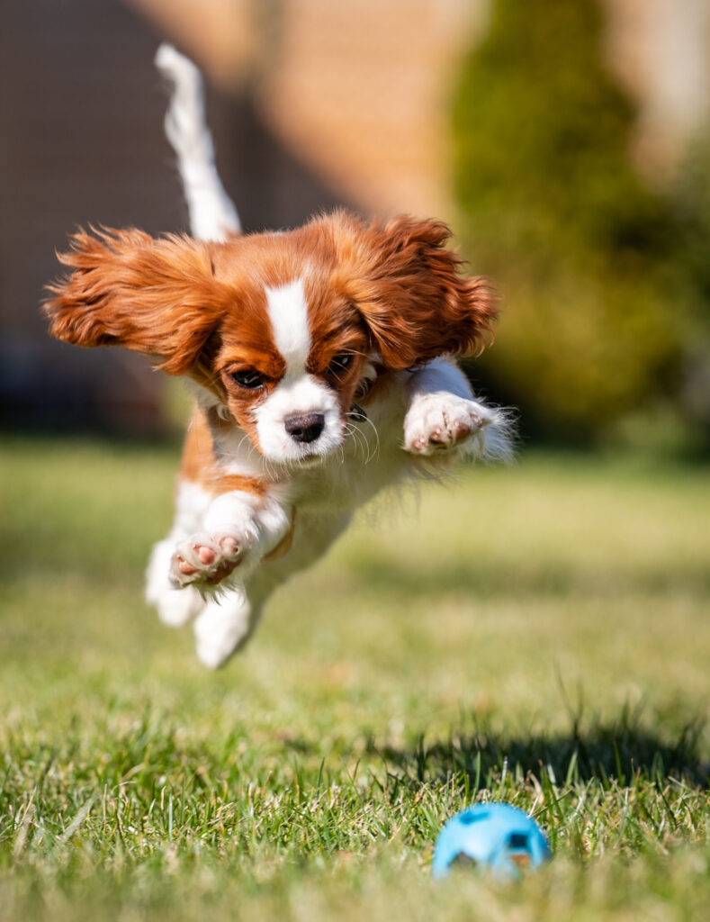 Hillside Forever Paws, Cavalier, French Bulldog Puppies, Breeds