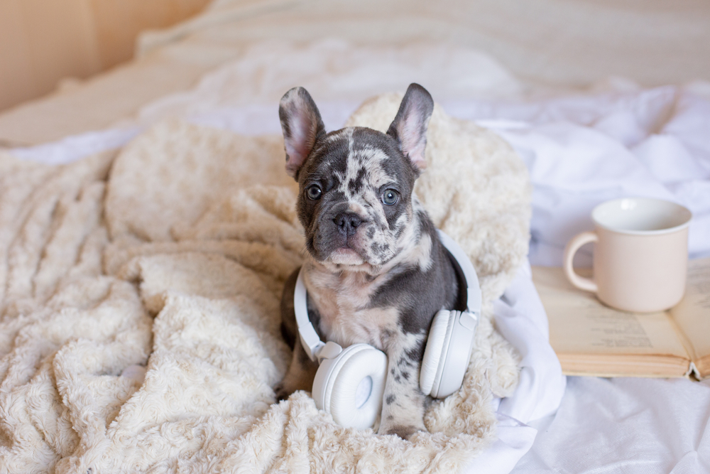 French,Bulldog,Puppy,On,The,Bed,With,Headphones,Listening,To Hillside Forever Paws, Cavalier, French Bulldog Puppies, Breeds