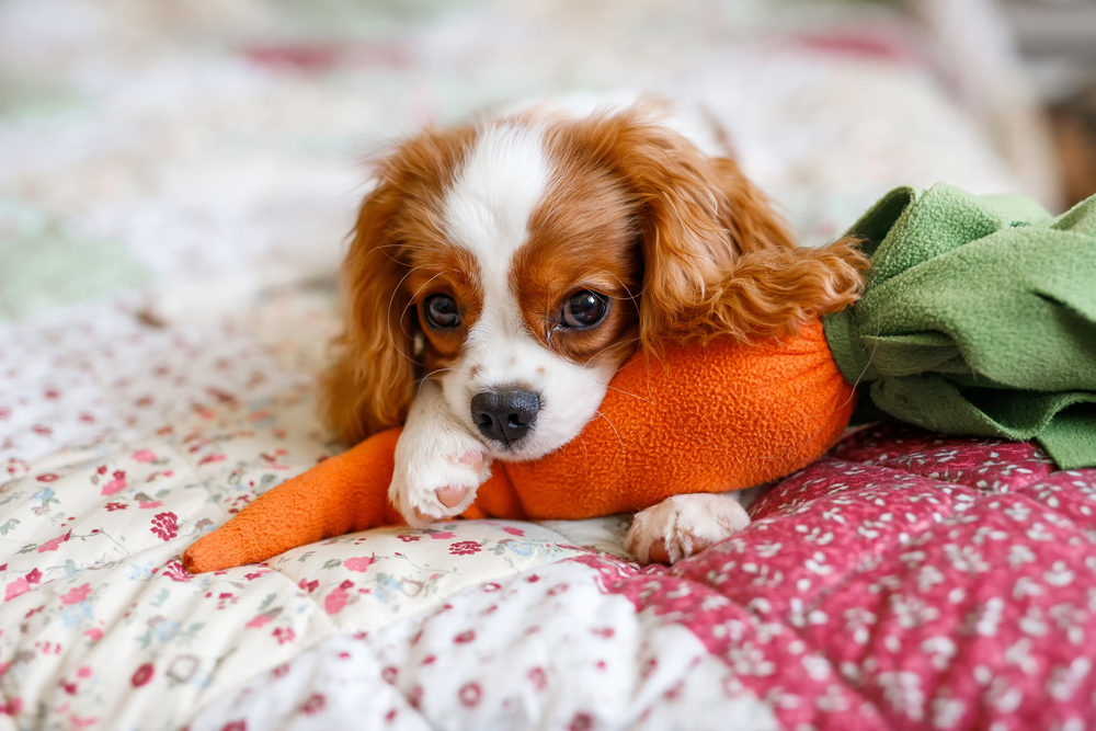 Portrait,Of,Cavalier,King,Charles,Spaniel.,A,Beautiful,Breed,Of Hillside Forever Paws, Cavalier, French Bulldog Puppies, Breeds