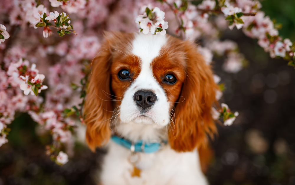Cavalier,King,Charles,Spaniel,With,Apple,Blossoms Hillside Forever Paws, Cavalier, French Bulldog Puppies, Breeds