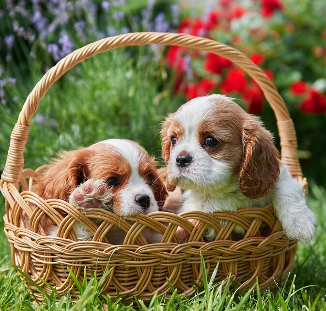 Hillside Forever Paws, Cavalier, French Bulldog Puppies, Breeds