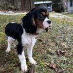 Hillside Forever Paws, Cavalier, French Bulldog Puppies, Breeds, Hillside Puppies