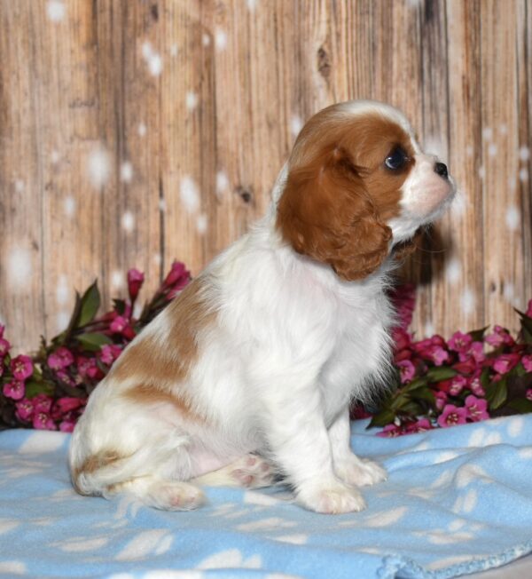 Asha - Image 3