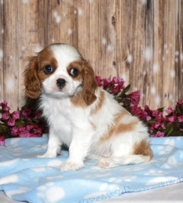 Asha - Image 2