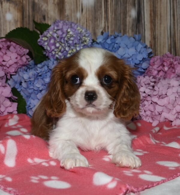 Vivi - Image 2