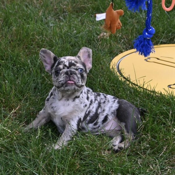 Callie - Image 5