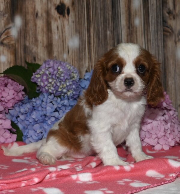 Vivi - Image 3