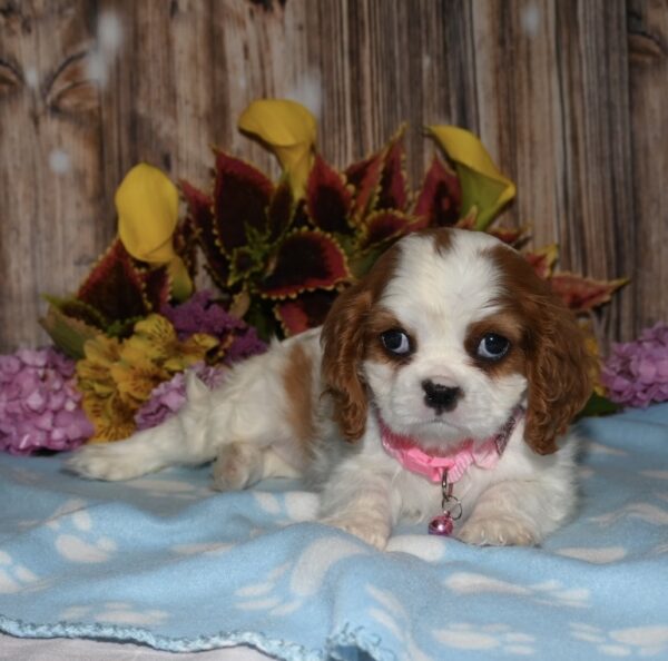 Lucy - Image 4