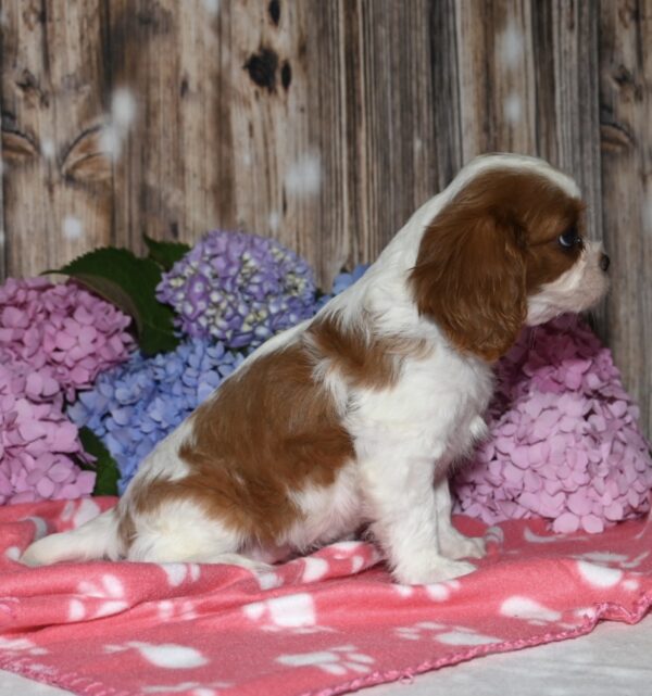 Vivi - Image 4