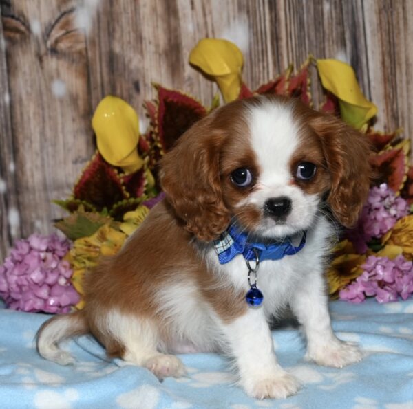 Wilbur - Image 4