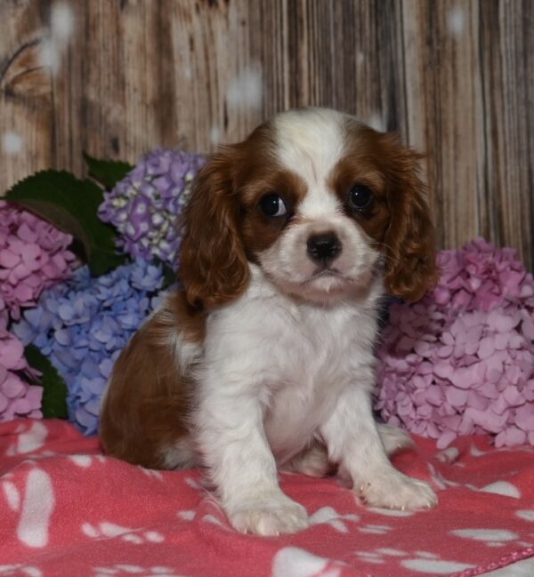Vivi - Image 5