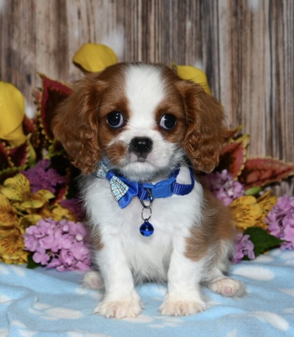 Wilbur - Image 2