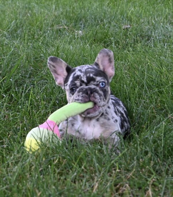 Callie - Image 3