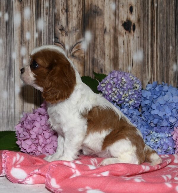 Vivi - Image 6