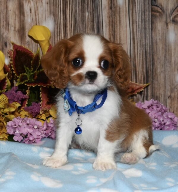 Wilbur