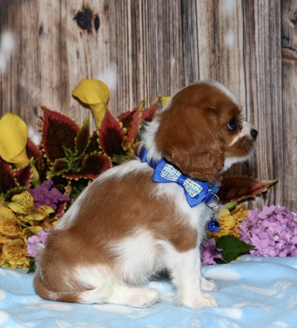 Wilbur - Image 3
