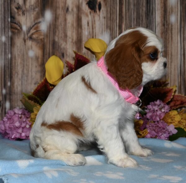 Lucy - Image 5