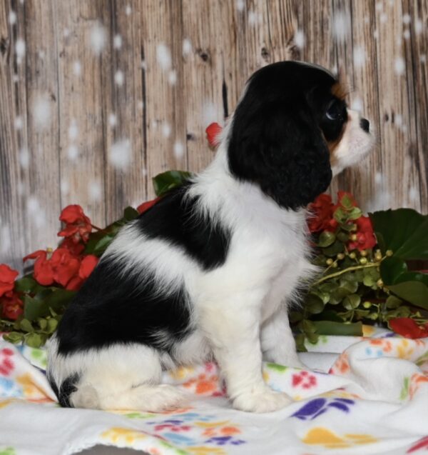 Kibbles - Image 3