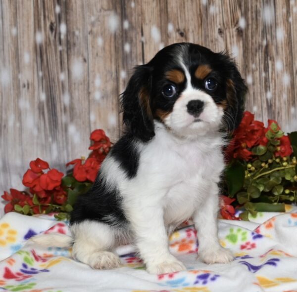 Kibbles - Image 2