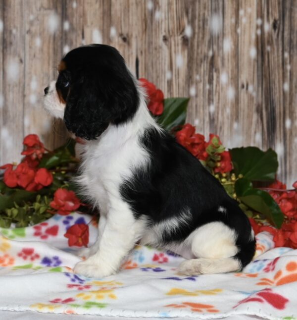 Kibbles - Image 6