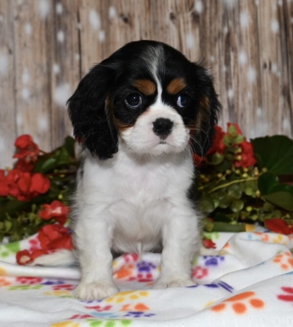 Kibbles - Image 4