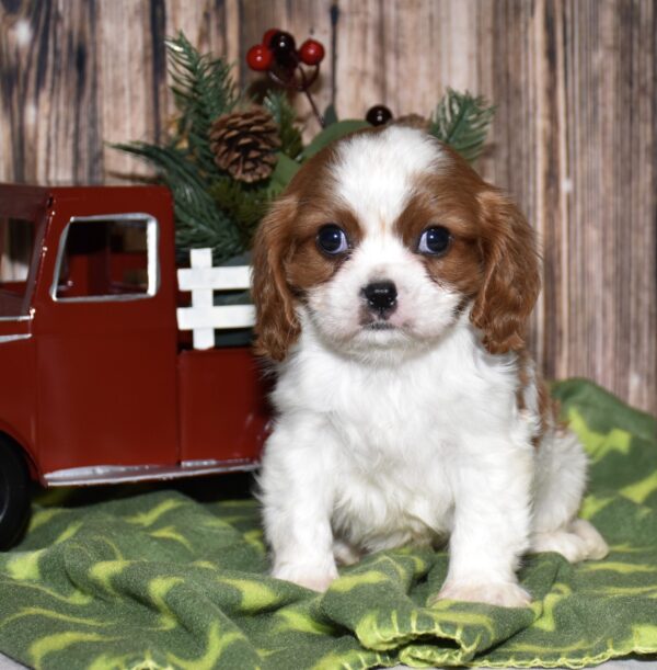 Teddy - Image 4