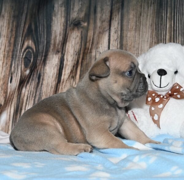 Riley - Image 7