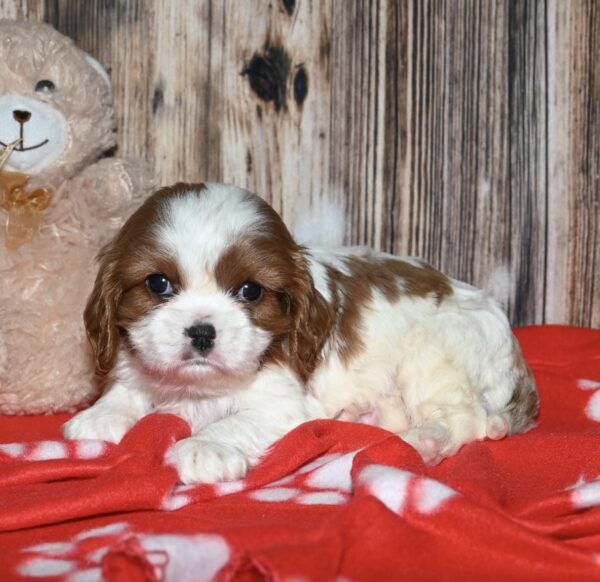 Teddy - Image 8