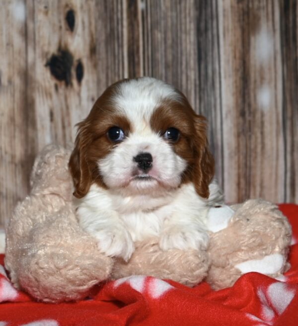Teddy - Image 7