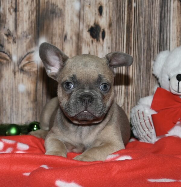 Riley - Image 3