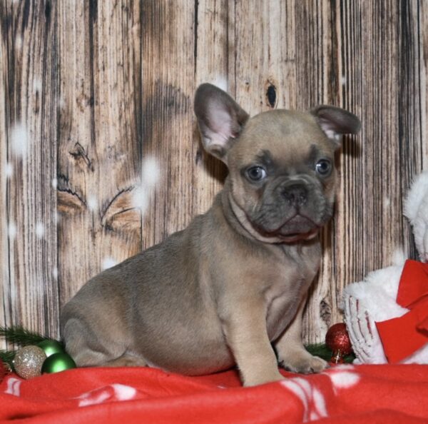 Riley - Image 5