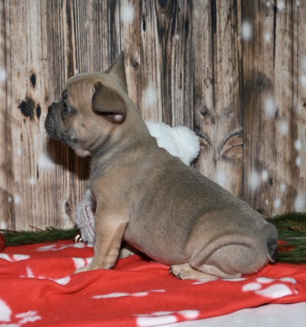 Riley - Image 6