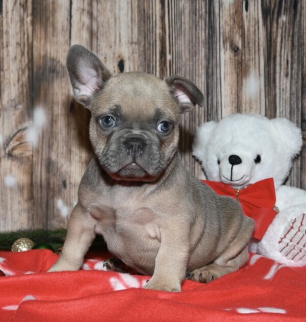 Riley - Image 2