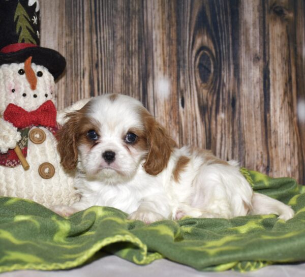 Piper - Image 7