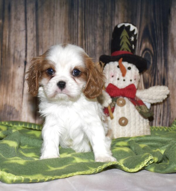 Piper - Image 6