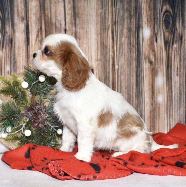 Piper - Image 5