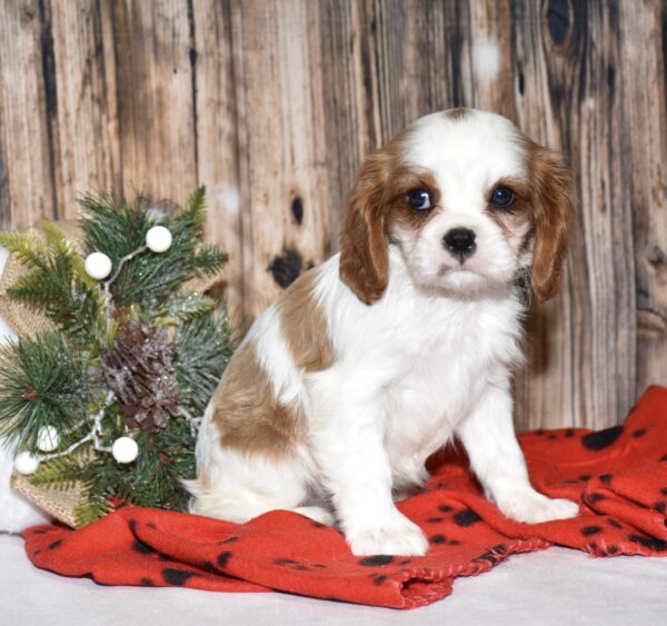 Piper - Image 2