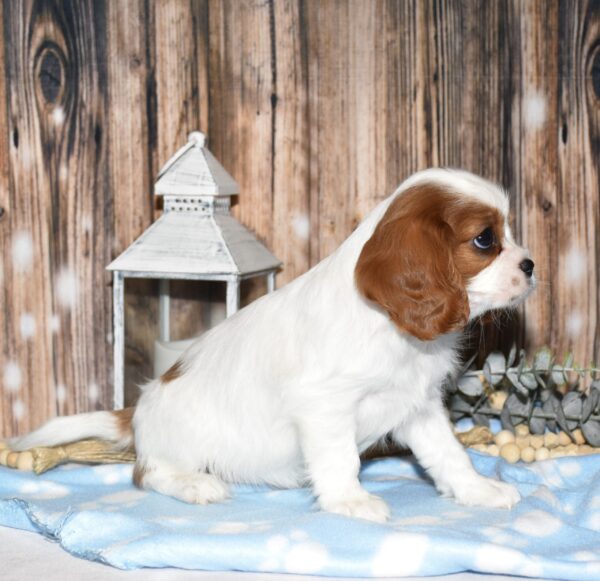 Colten - Image 5