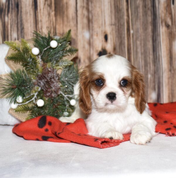 Piper - Image 4