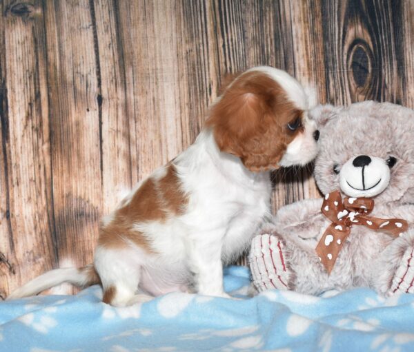 Wyatt - Image 3