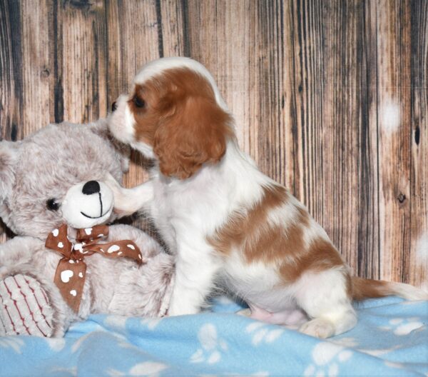 Wyatt - Image 4
