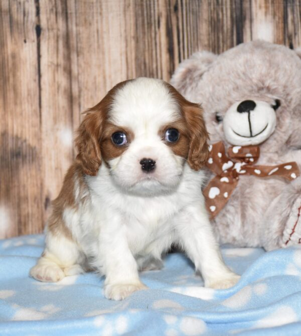 Wyatt - Image 7