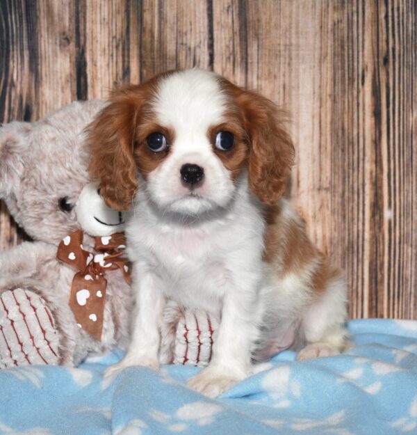 Wyatt - Image 5