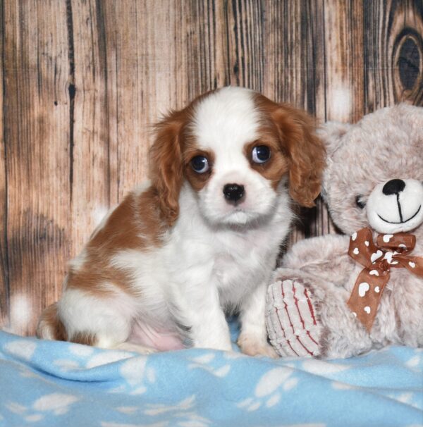 Wyatt - Image 6
