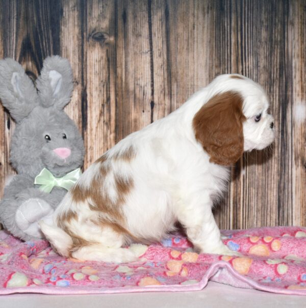 April - Image 4