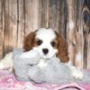 Amelia - Image 6