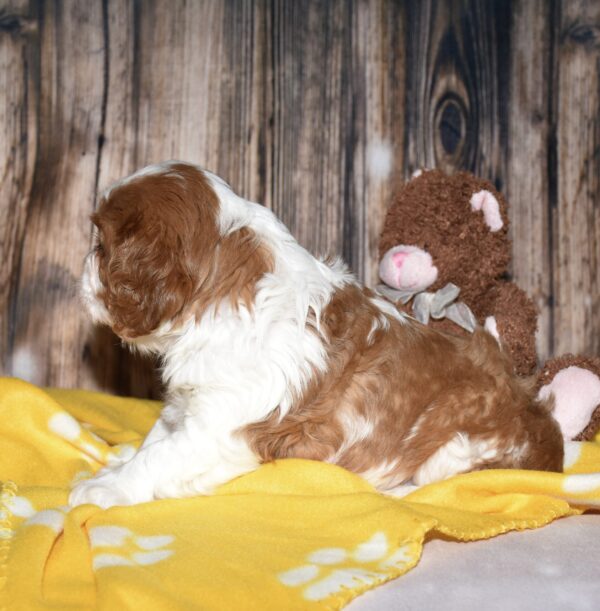 Diego - Image 3